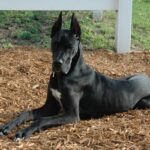 A black Great Dane puppy