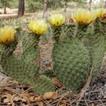 Kaynanadili opuntia prickly pear