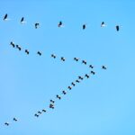 Meyghan'a göç eden Avrasya Turnaları