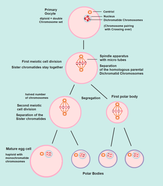 Oogenez: Dişi Gamet Gelişiminin İncelenmesi 2 Yumurta hücresinin (Ovum) oluşumu.