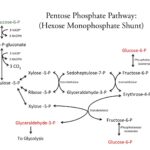 pentoz fosfat yolu