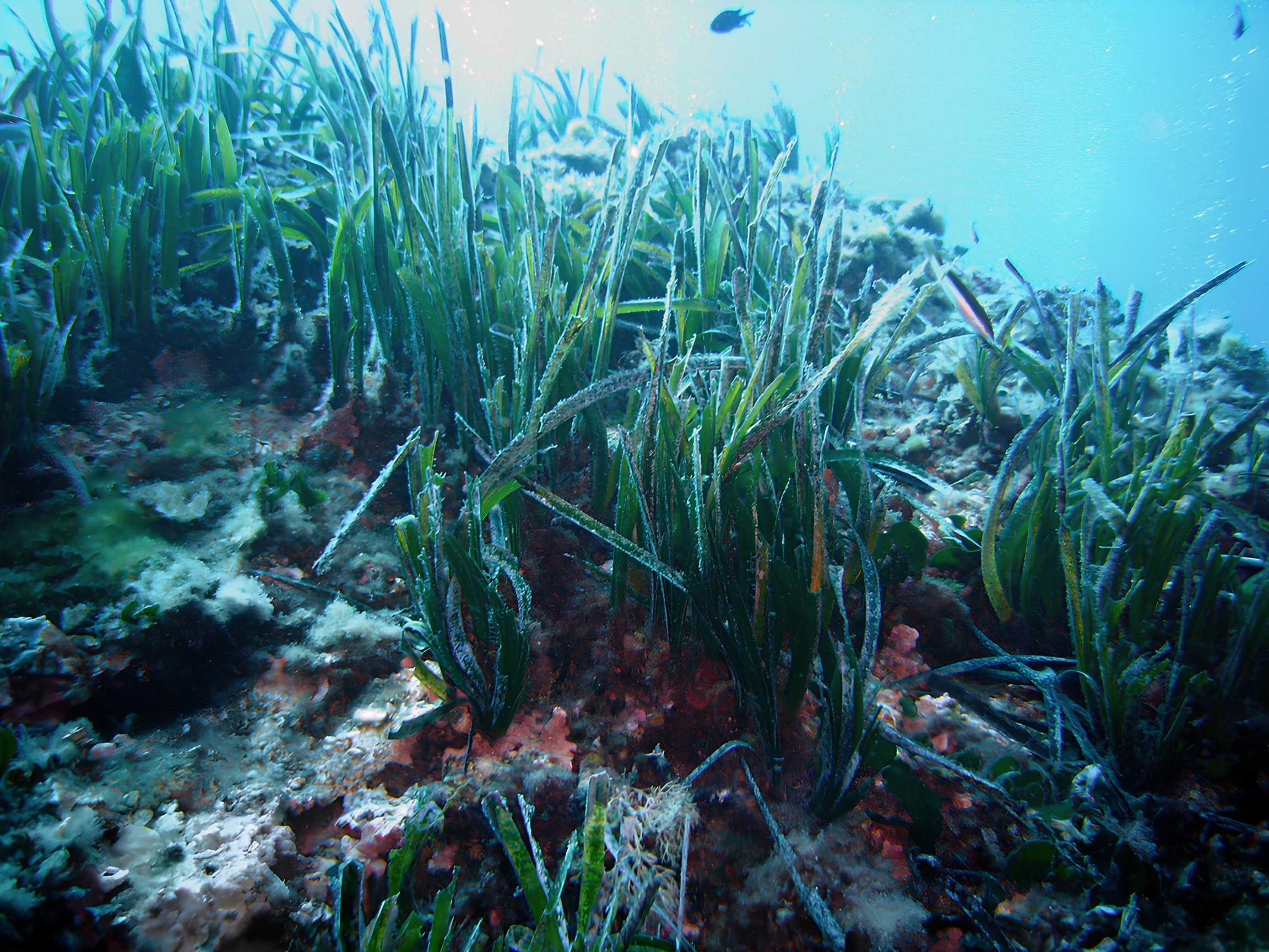 Posidonia oceanica, Portofino dalışı, İtalya
