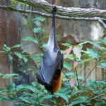 Yarasalar, Meyve yarasası, Dev yarasa görüntüsü.