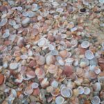 kahverengi ve beyaz deniz kabuğu