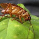 hamamböceği böcek böcek nükleer bomba