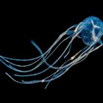 Mangrov kutu denizanası Tripedalia cystophora