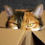 Kediler Kutularda Sever
