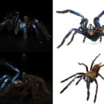 Chilobrachys natanicharum sp. nov'un metalik-mavi ve menekşe rengi.