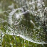 örümcek ağı