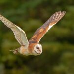 Bayağı peçeli baykuş, geceleri yerini tespit etmek ve avlanmak için işitsel uzamsal haritalama becerilerini kullanır.