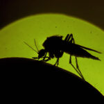 sivrisinek ısırığı