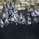 Python Mağarası'ndaki Mısır meyve yarasaları, Uganda