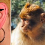 insan kulağı evrim