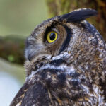 Baykuş Cadılar Bayramı