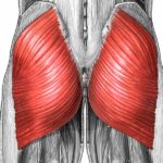 Gluteus maximus kası en güçlü kas