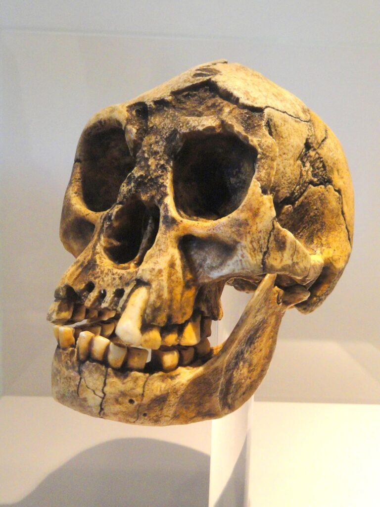 Homo Floresiensis: Hobbit İnsanları Hakkında Bildiklerimiz 2 Homo floresiensis kafatası
