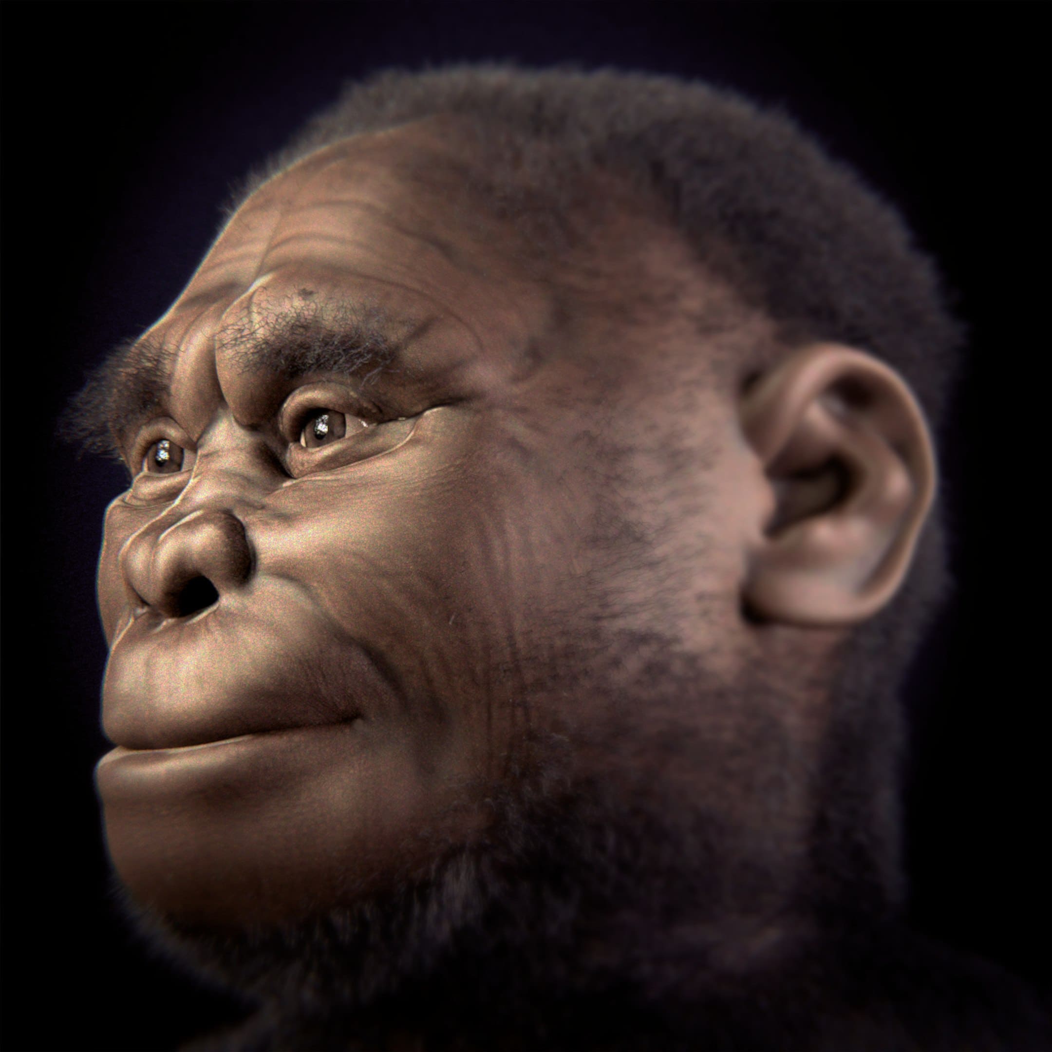 Homo floresiensis'in yüz rekonstrüksiyonu