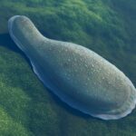 Kimberella quadrata'nın canlandırılması.