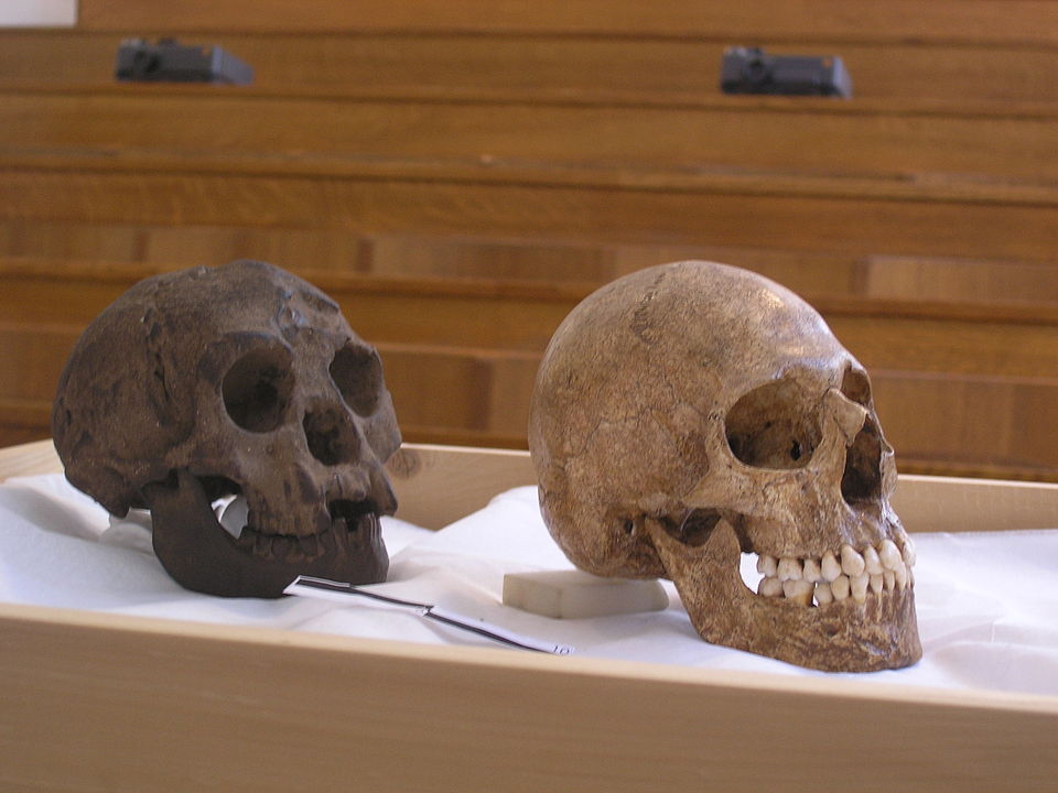 Homo Floresiensis: Hobbit İnsanları Hakkında Bildiklerimiz 4 LB1 (solda) ve mikrosefalik insan (sağda) floresiensis homo