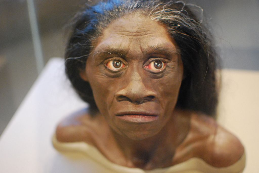 Homo Floresiensis: Hobbit İnsanları Hakkında Bildiklerimiz 6 Homo floresiensis