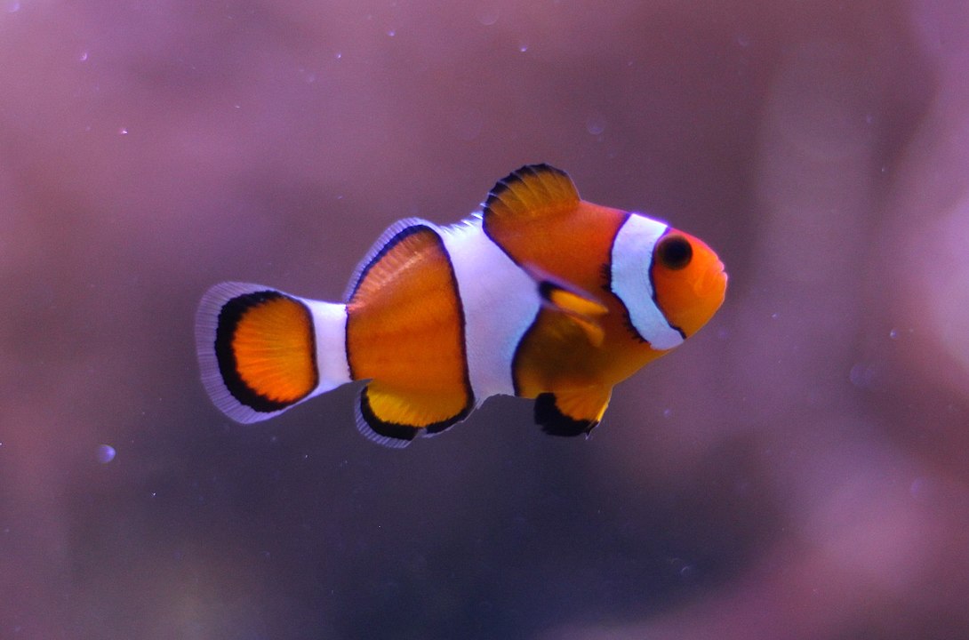 Cinsiyet Değiştirebilen Hayvanlar 2 Ocellaris clownfish Palyaço balığı