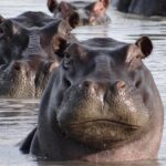 hippopotam