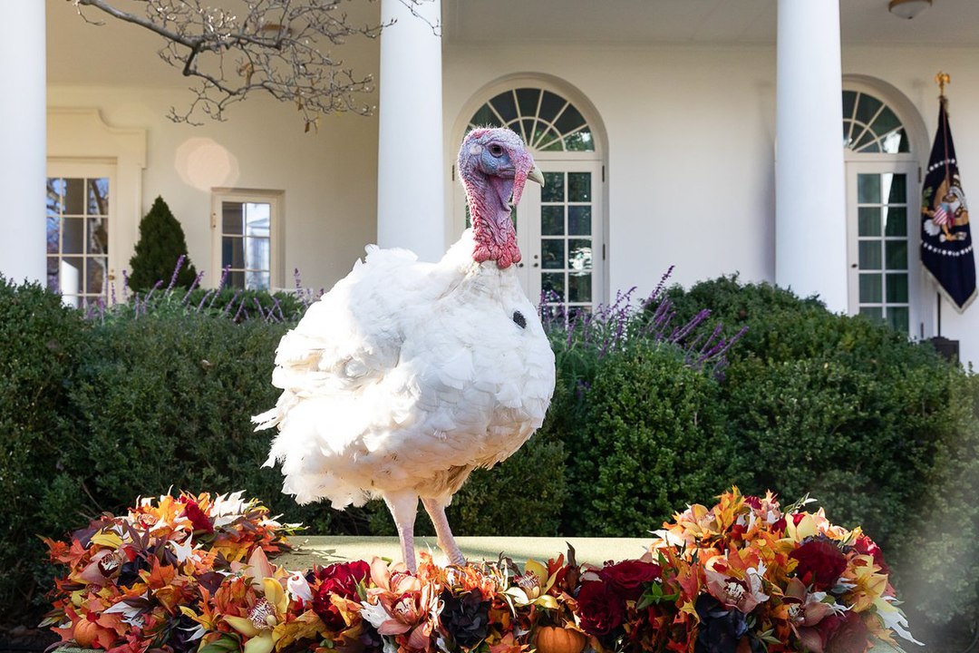 Şükran Gününde Hindi Neden Bu Kadar Önemli? 3 Peas isimli hindi, Başkan Donald Trump tarafından 2018'de affedilen.