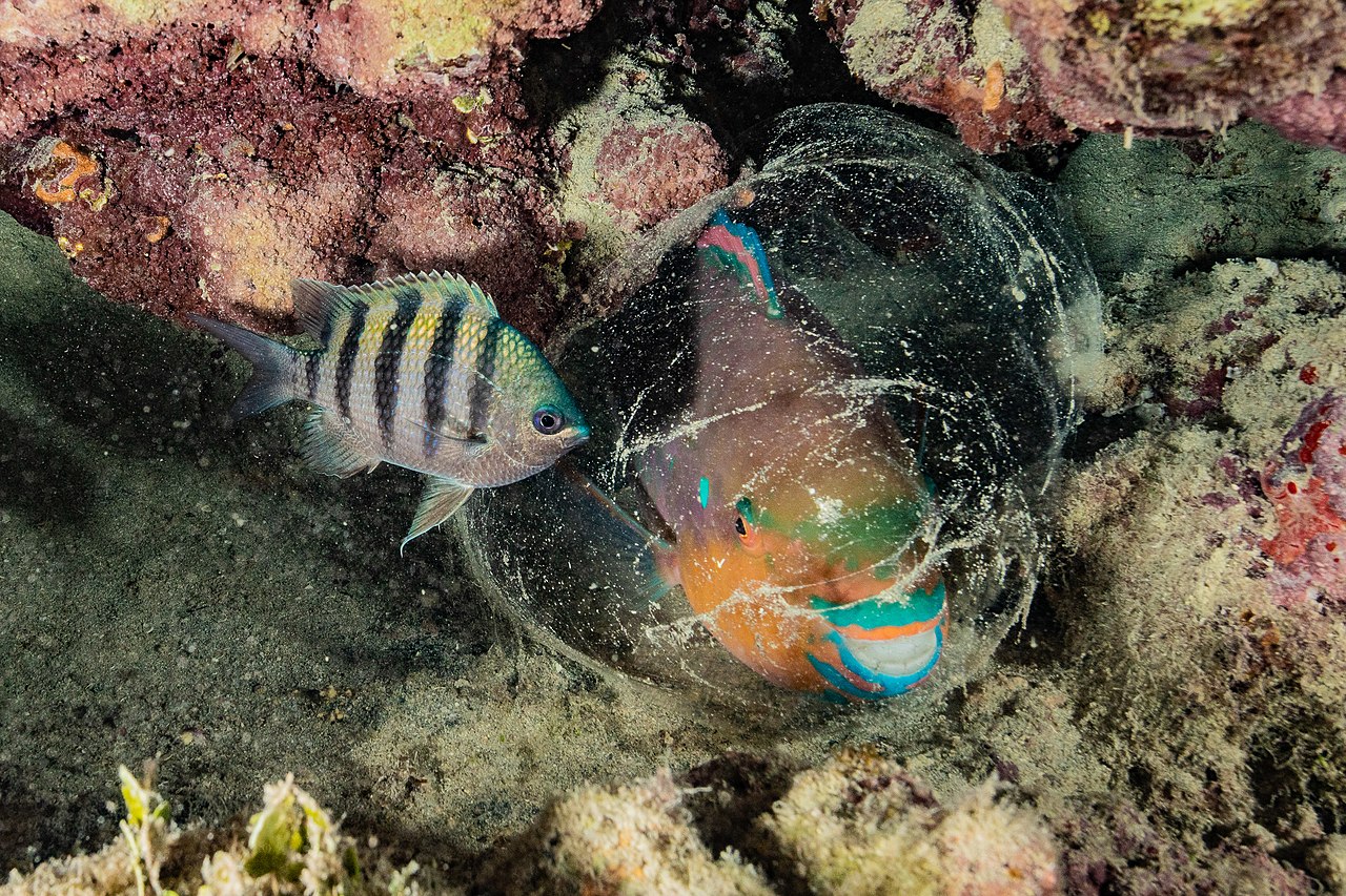 Hastayken Neden Burun Akıntısı Başlar? 2 Dört Noktalı Papağan Balığı (Scarus zelindae) mukus baloncuğunun içinde gece uykusu iskaroz