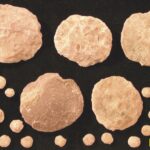 Nummulitid foraminiferler.