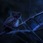 baykuş uyku iç saat