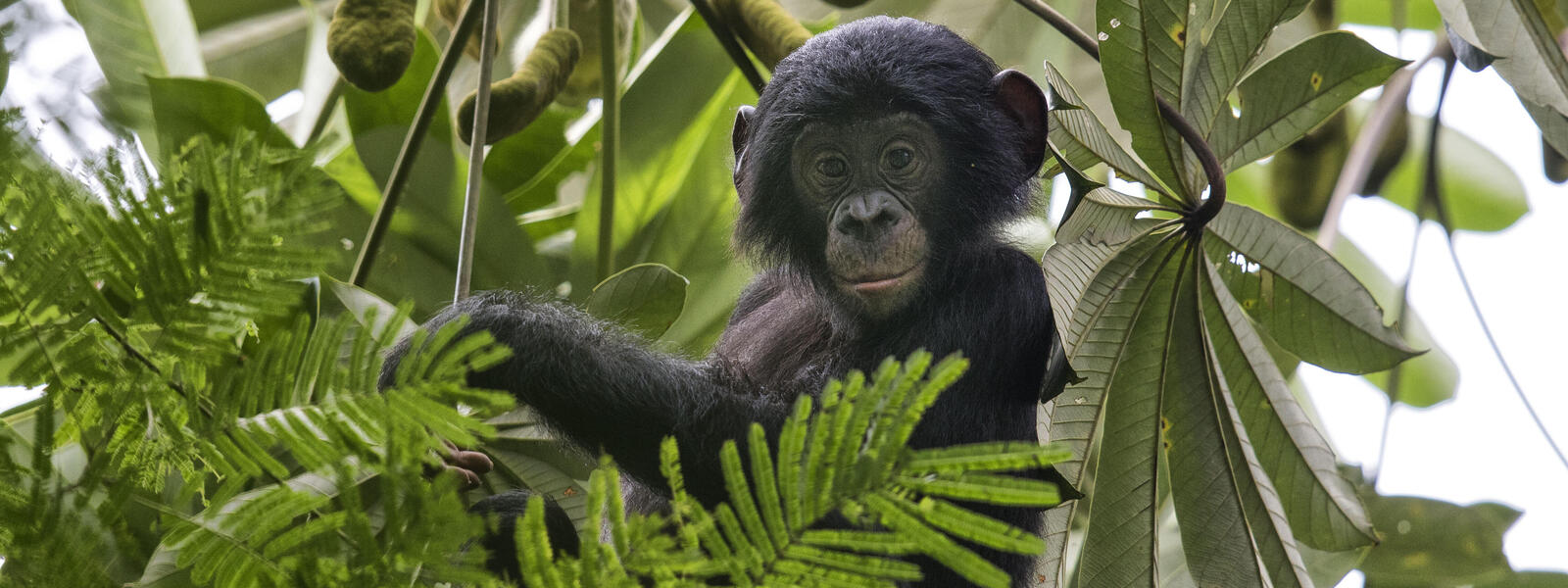 bonobo