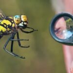 keşfedilmemiş türler