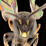 Hylaeus derectus erkek