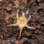 Relictithismia kimotsukiensis