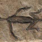 Tridentinosaurus antiquus