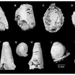 avustralya fosil keşifler