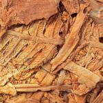 fosilleşmiş eğreltiotu bitkisi