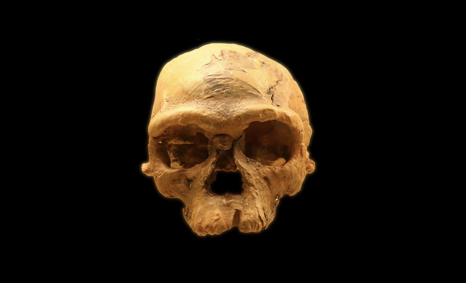 homo sapiens