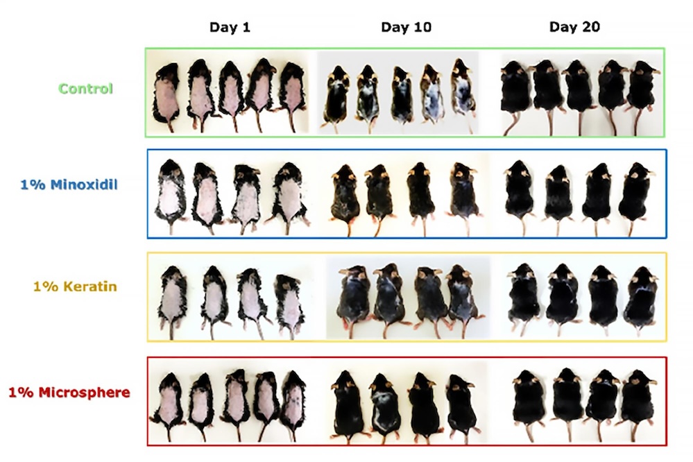 Saç Dökülmesinde Çığır Açan Buluş Keratin Mikrokürelerde Bulundu 3 Tüm tedavi gruplarından fareler