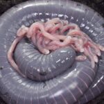 Yavrularıyla birlikte bir dişi halkalı caecilian.