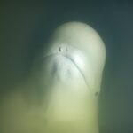 beluga balina