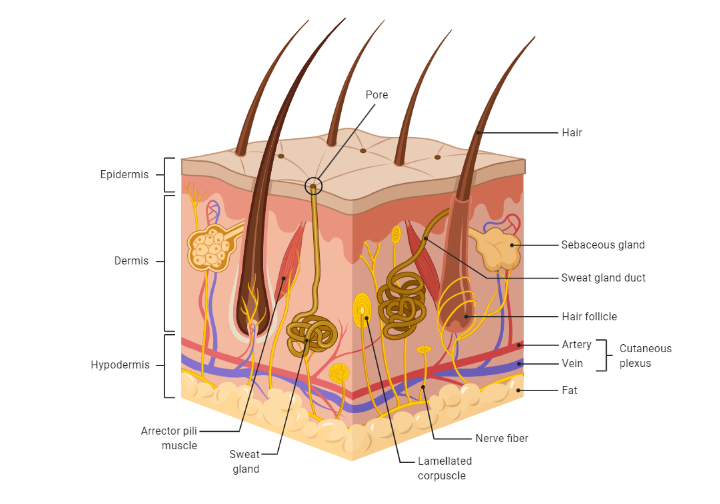 Saç Dökülmesinde Çığır Açan Buluş Keratin Mikrokürelerde Bulundu 2 Deri anatomisi.