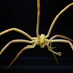 dev okyanus deniz örümceği