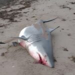 yarını balina tarafından yenmiş köpek balığı