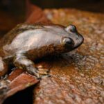 nadir Bornean düz başlı kurbağa