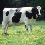 1617px Cow female black white