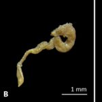 Antarktika deniz solucanları