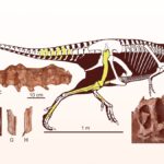 Asiatyrannus xui