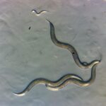 Çernobil Hariç Tutma Bölgesi'nde toplanan nematodlar