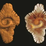 Franceville Havzası'ndan çıkarılan makrofosiller